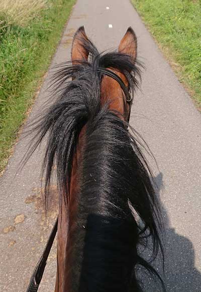 paard-1